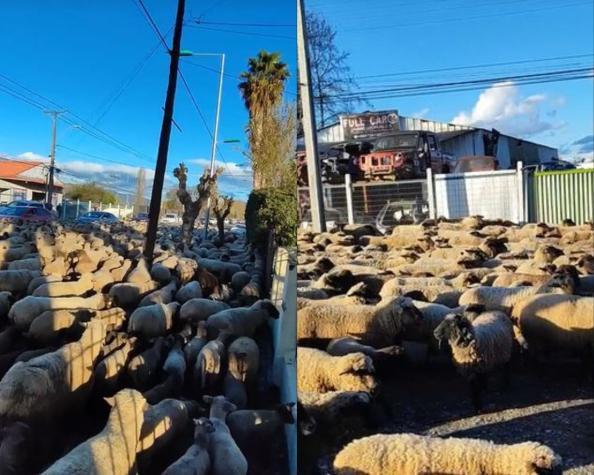 ¡Invasión de ovejas en Nancagua!: Pasearon por la comuna sin dejar pasar a nadie