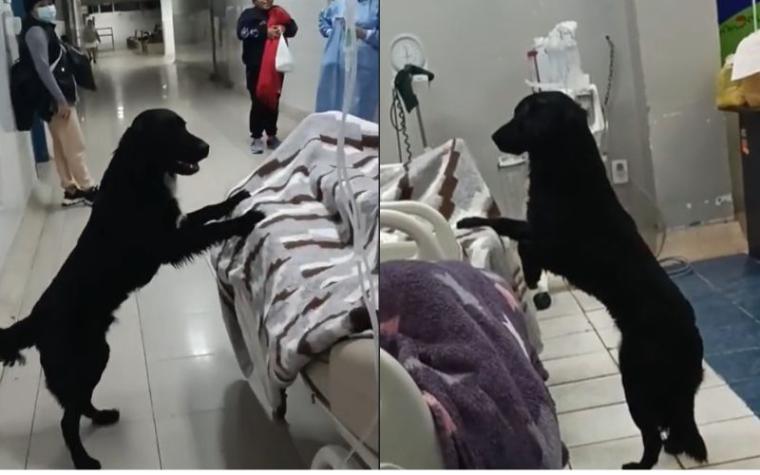 Perrito que acompaña fielmente en el hospital a su dueño desahuciado conmueve en redes