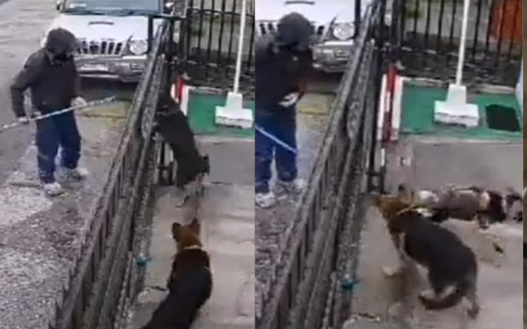 Nuevo caso de maltrato animal: trabajador golpeó a perrito en Hualpén