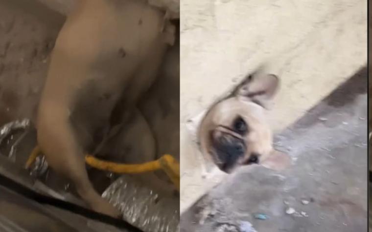 ¡Cómo pasó eso! Perrito quedó atrapado en medio de una pared y se vuelve viral en redes