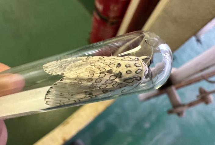 Polilla leopardo es detectada en Chile por el SAG de BioBío: podría causar daños en la agricultura nacional