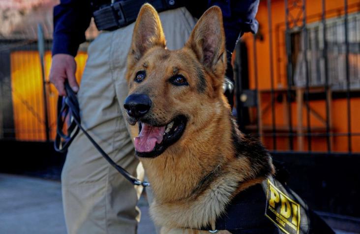 Brigada de Adiestramiento Canino de la PDI ha detectado más de 710 kilos de droga