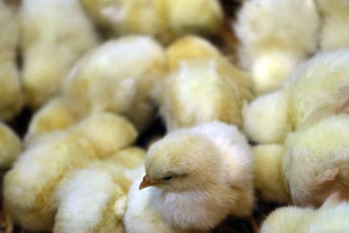 Colusión de pollos: Sernac llega a acuerdo y así compensará económicamente a 188 mil personas