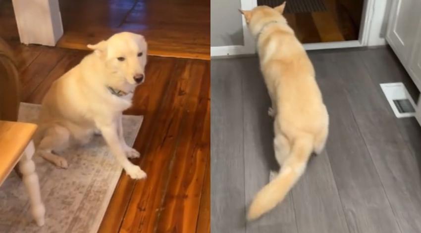 [VIDEO] Perrito se "emborrachó" tras beber litros de licor