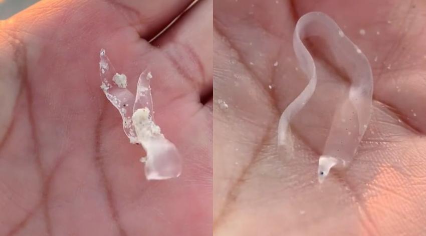 Ser vivo es confundido con un trozo de plástico y genera duda en redes: biólogo marino explica qué es