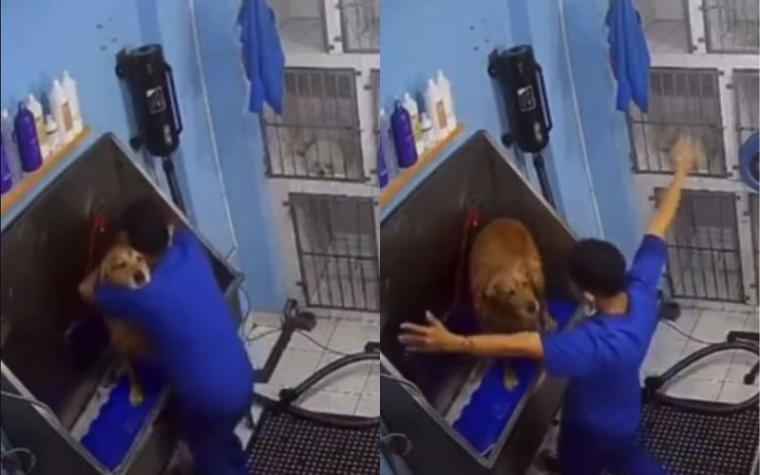 Joven trabajador enternece al bailar salsa con perrito mientras lo baña