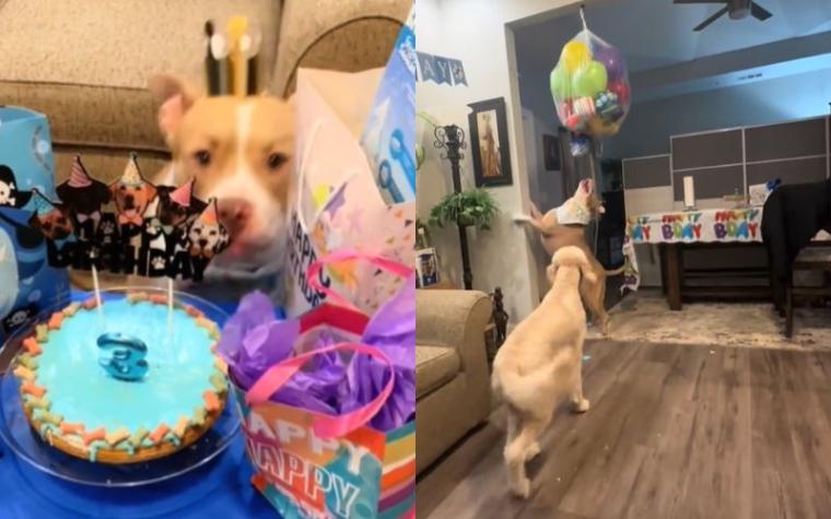 ¡Con piñata incluida! Perrito conquistó las redes con tierna reacción en celebración de sus tres años