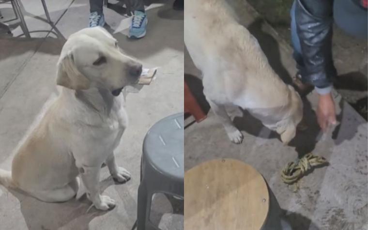 "Se sabe la de chambear”: Perrito enternece tras llegar a tienda de comida a cambiar objetos por comida