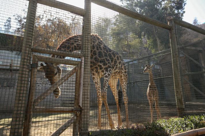 Vacaciones de verano: Canjea entradas gratis para el Zoológico Metropolitano