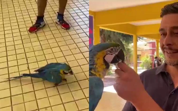 Hombre se robó las miradas al asistir a votar con su guacamayo