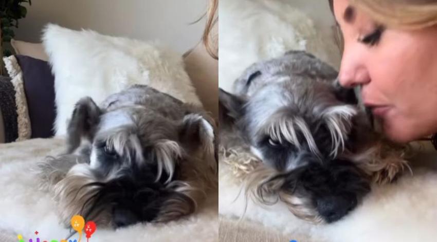 Priscilla Vargas celebra el cumpleaños de su perrito Romeo con unas tiernas imágenes