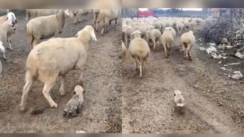 Mi primera chamba: Viralizan video de perrito en su primer día de trabajo como pastor de ovejas