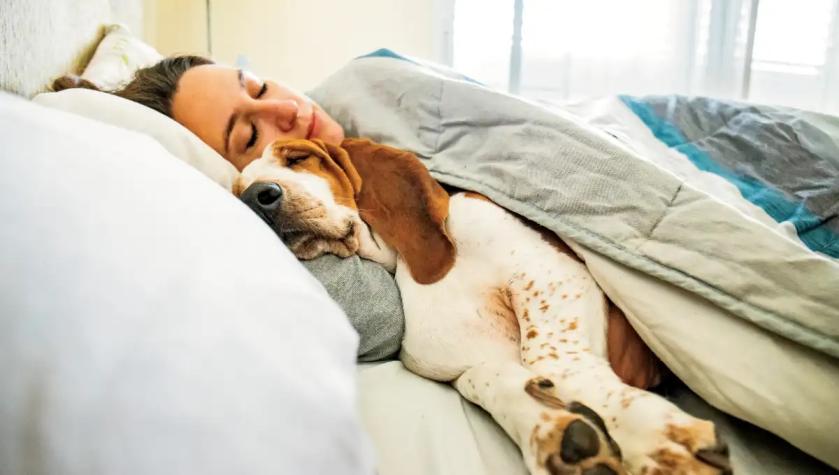Estudio revela que las mujeres duermen mejor con su perro que con sus parejas 