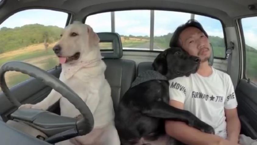 Furor en redes por perrito al volante: maneja autos y motos