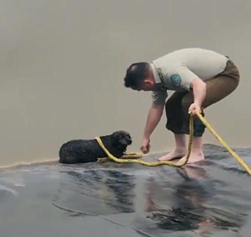 Carabineros rescató a un perrito que luchaba por su vida en un tranque