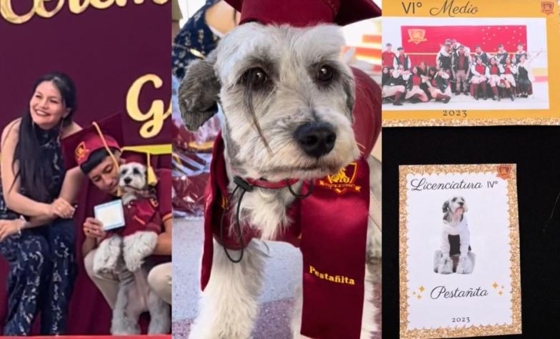 Perrita se graduó de cuarto medio con sus "hermanos humanos" en Antofagasta