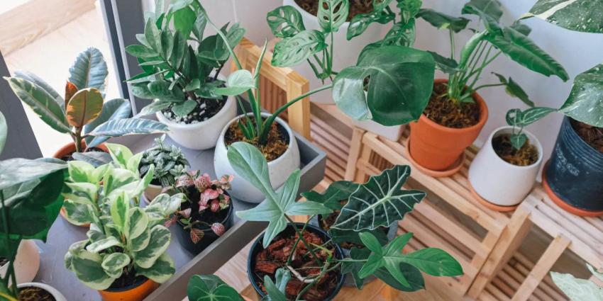 Según el Feng Shui: 10 plantas que debes tener en tu casa para atraer la abundancia en 2024