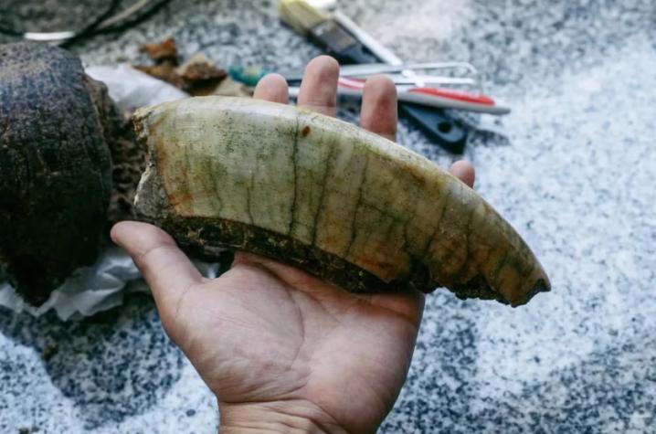 Joven con su padre encontraron fósil de animal prehistórico a la orilla del mar