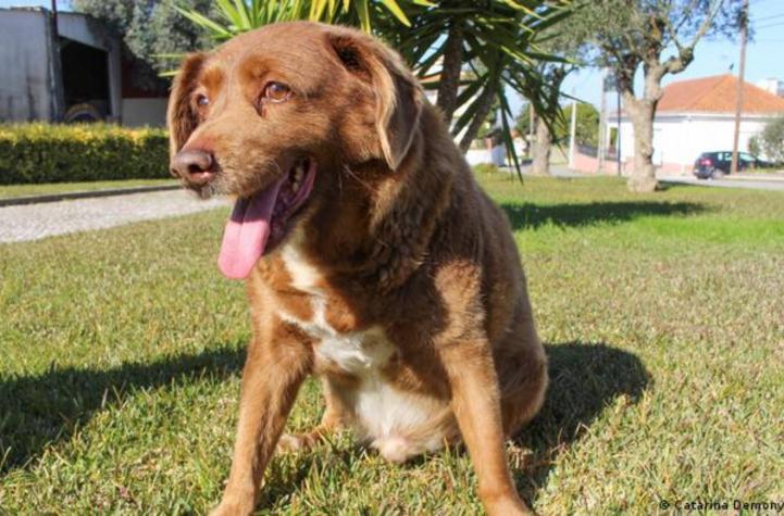 El "perro más viejo del mundo" pierde su récord: dudan de su edad
