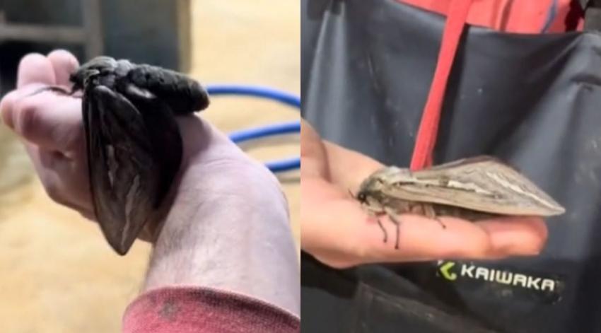 "Es un verdadero pájaro": Video viral muestra el gran tamaño de las polillas en Australia