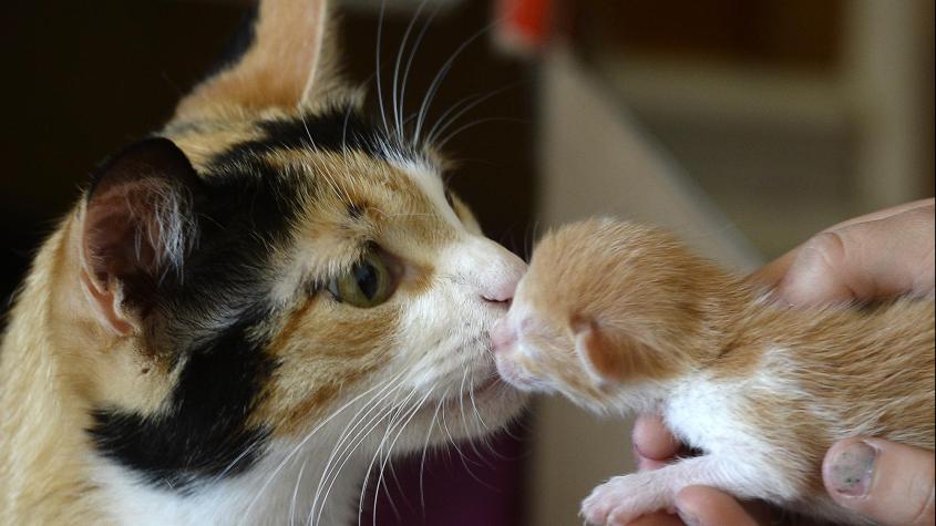 Día del gato: Por qué se celebra en todo el mundo a los felinos el 20 de febrero