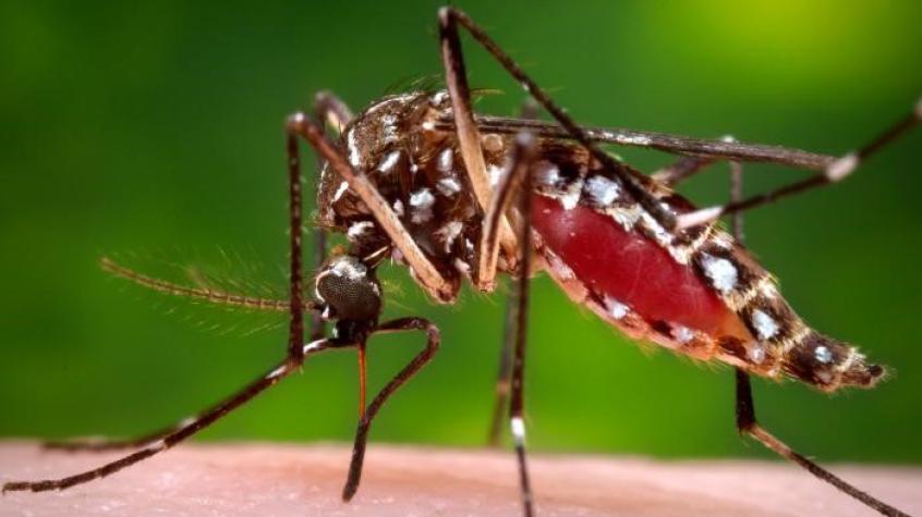 Desconocida alerta sanitaria por especial mosquito que lleva meses activa y nadie lo ha notado