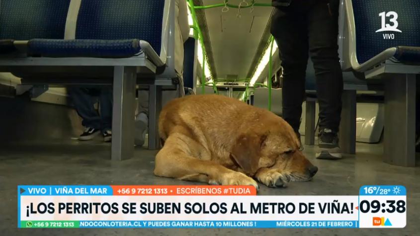 "Rusio", el perrito callejero que se traslada en el Metro de Valparaíso y que conocimos en "Tu Día"