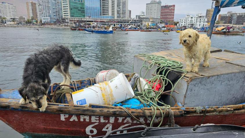 Perritos son rescatados en lancha tras estar varados casi una semana en playa de Iquique