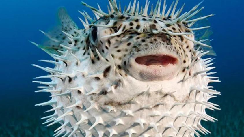 Brasileño muere por comer pez globo: ¿Por qué es peligroso?