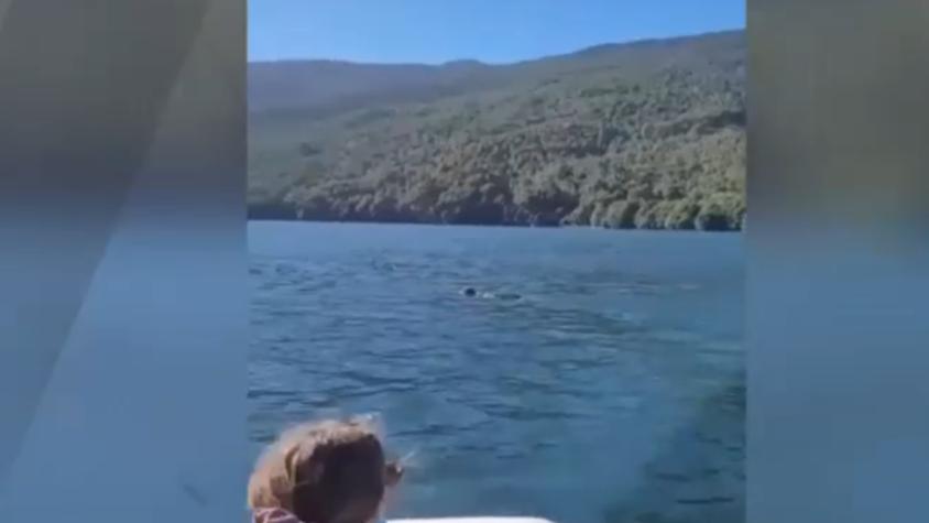¡Increíble! Puma es visto nadando en río del sur de Chile