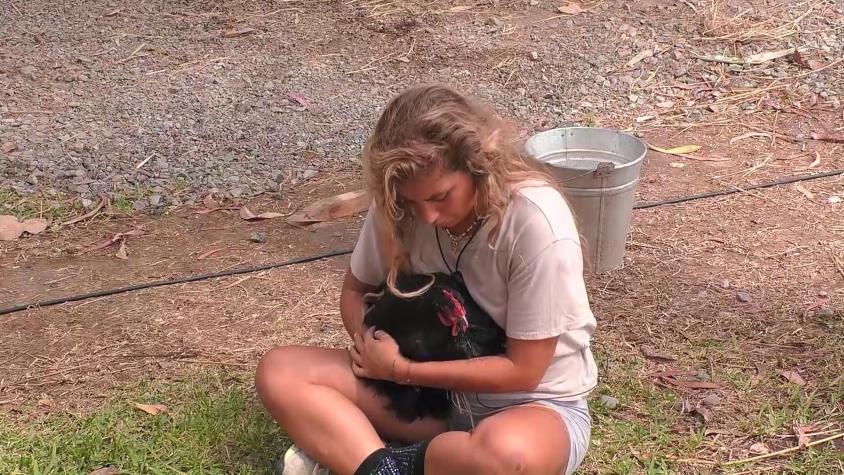 "A nadie le importa los animales": Gallina actriz causó confusión en Tierra Brava