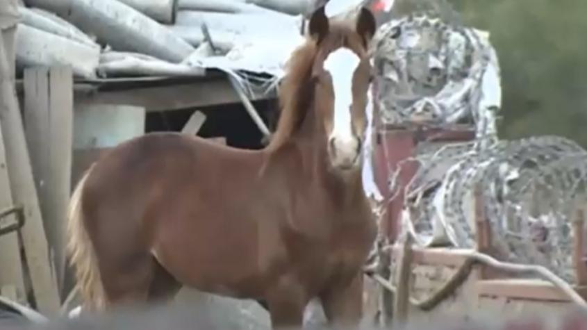 Reportan presencia de seis caballos sueltos en las calles de Recoleta