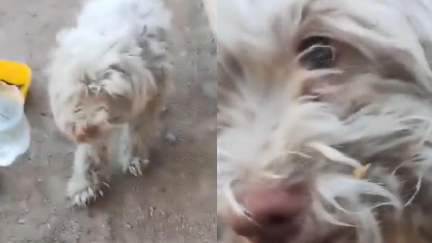 El lindo reencuentro de Chocolo, el perro perdido hace 5 años, con su dueña