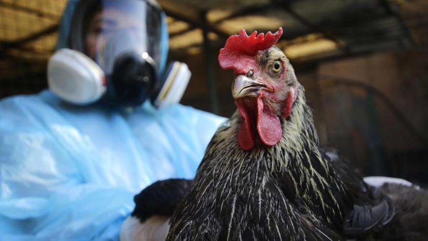 Gripe aviar: OMS alerta por posible transmisión a humanos