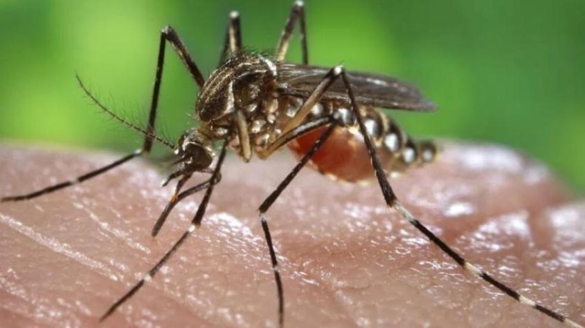 Alerta Amarilla por dengue en Los Andes