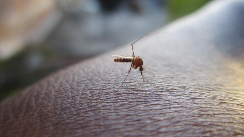 Casos de dengue en La Araucanía: los síntomas de la enfermedad