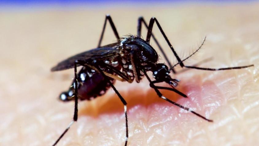 Dengue en Chile: ¿Qué es, cómo se transmite y cuáles son los síntomas?