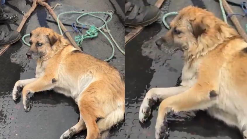 Perro ciego que nadaba en Talcahuano fue rescatado por buque ruso