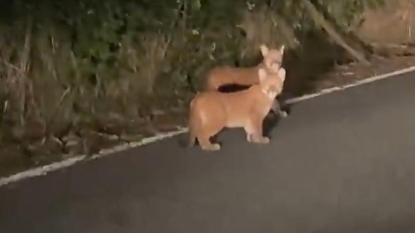 Dos pumas cachorros fueron vistos en plena carretera de Río Bueno
