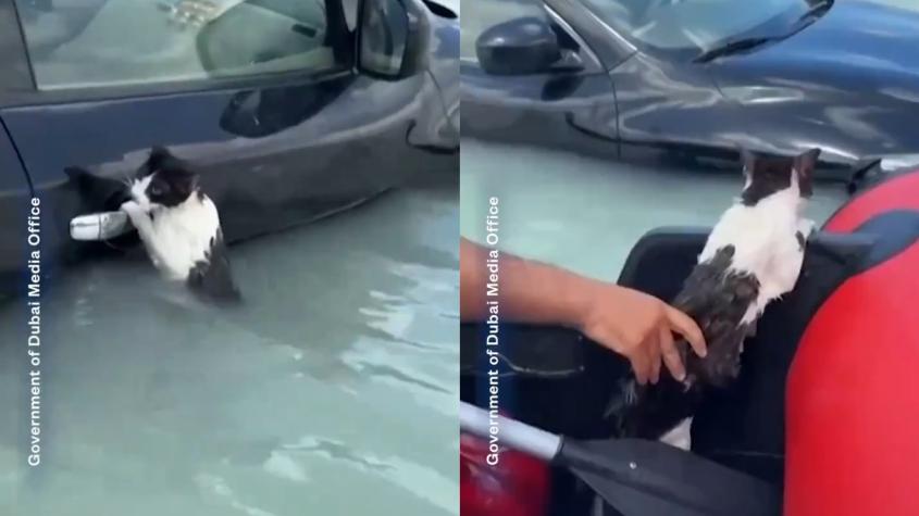 Policía rescató a gato que estaba a punto de ahogarse por intensas lluvias en Dubái