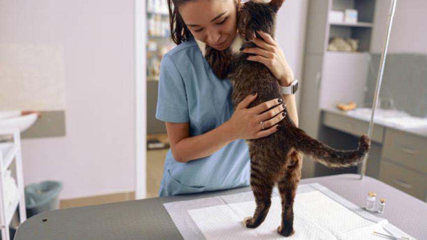 Cliente inusual: Gato callejero va por su cuenta al veterinario