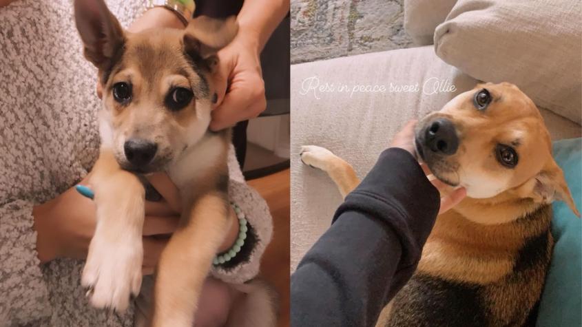 Angie Harmon denunció la muerte de su mascota - Créditos: Instagram