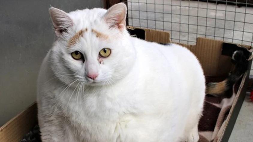La historia de "Rainbow", la gatita obesa de 13 kilos que bajó de peso para salvar su vida