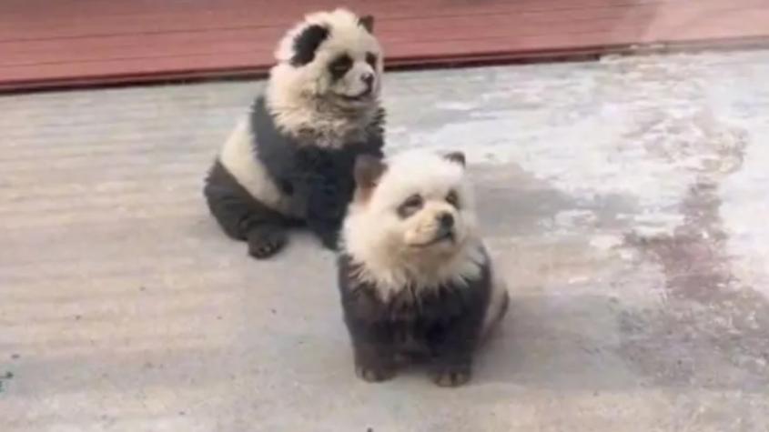 Zoológico pintaba pequeños perros para hacerlos pasar como osos panda