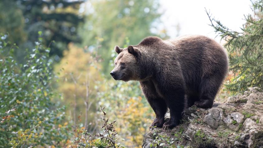 “¿Estar sola con un oso o un hombre?": La controversial pregunta de Tiktok a las mujeres