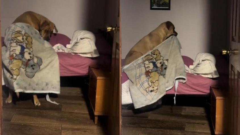 Perrita se hace viral luego de subirse a la cama y abrigarse con una manta: "Un bebé grande" 