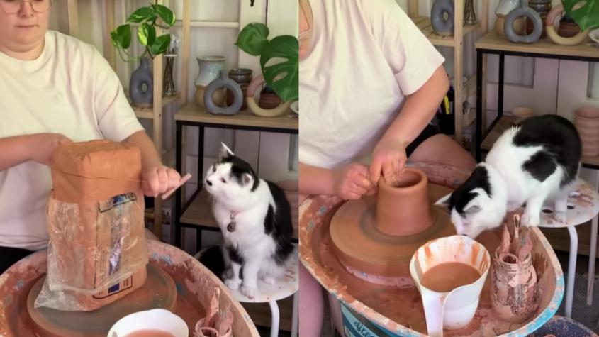 Figaro, la gata "alfarera" que causa furor en redes sociales