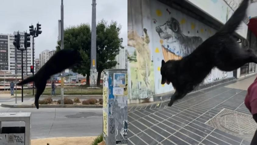 Perrito se lució realizando parkour por calles de Viña del Mar