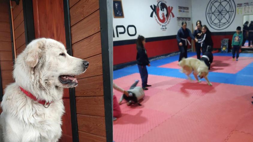 Con peleas y clases de karate: Usuarios reportan las curiosas aventuras de un perro en Chiloé