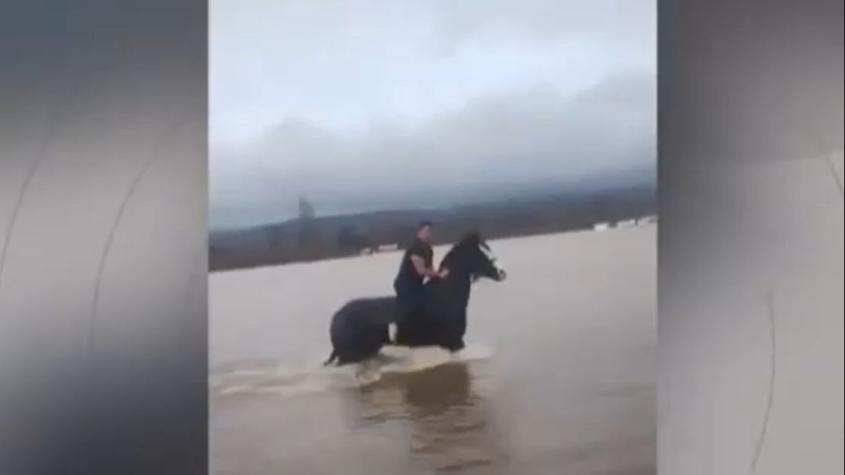 Con el agua hasta el cuello: Recientes lluvias en Arauco hicieron viral el rescate de un caballo 